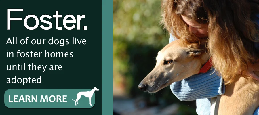 retired racing whippet adoption