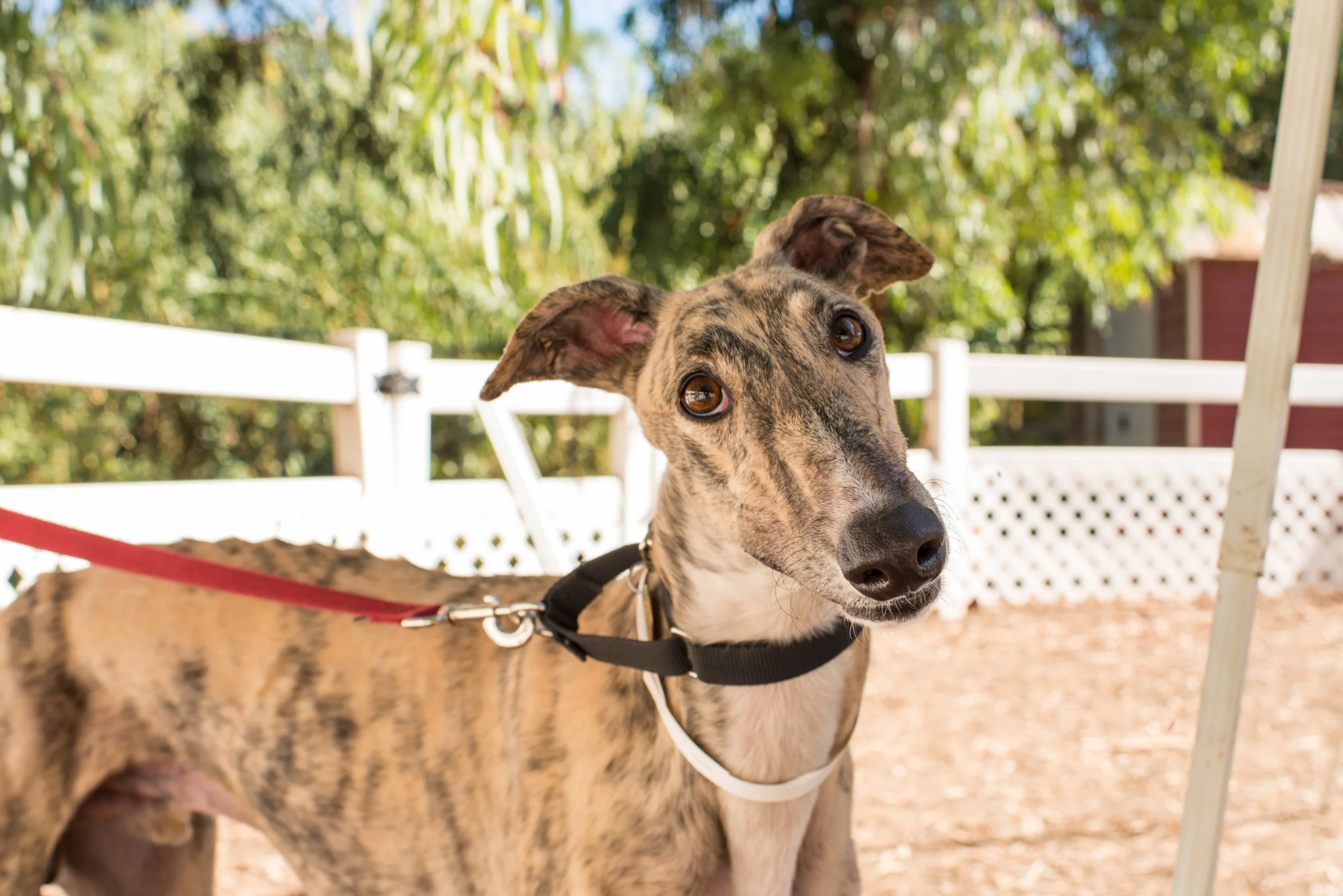 Rescue Dogs Italian Whippet Rescue Italian Greyhound Whippets For