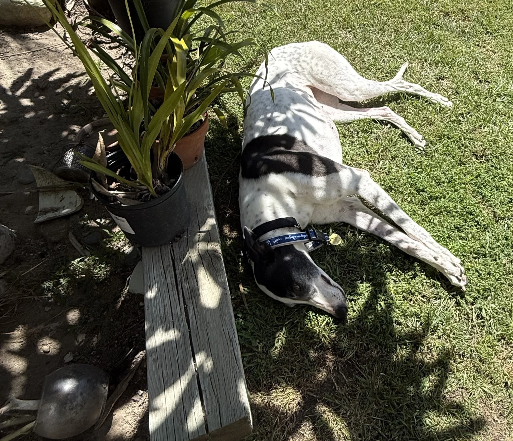 IMG_4119.jpeg
