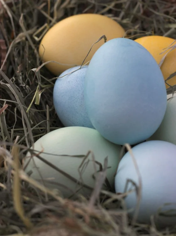 EggDying3