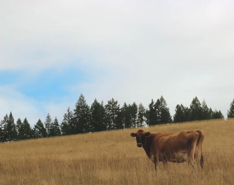 Meet the Makers: Brush Creek Creamery