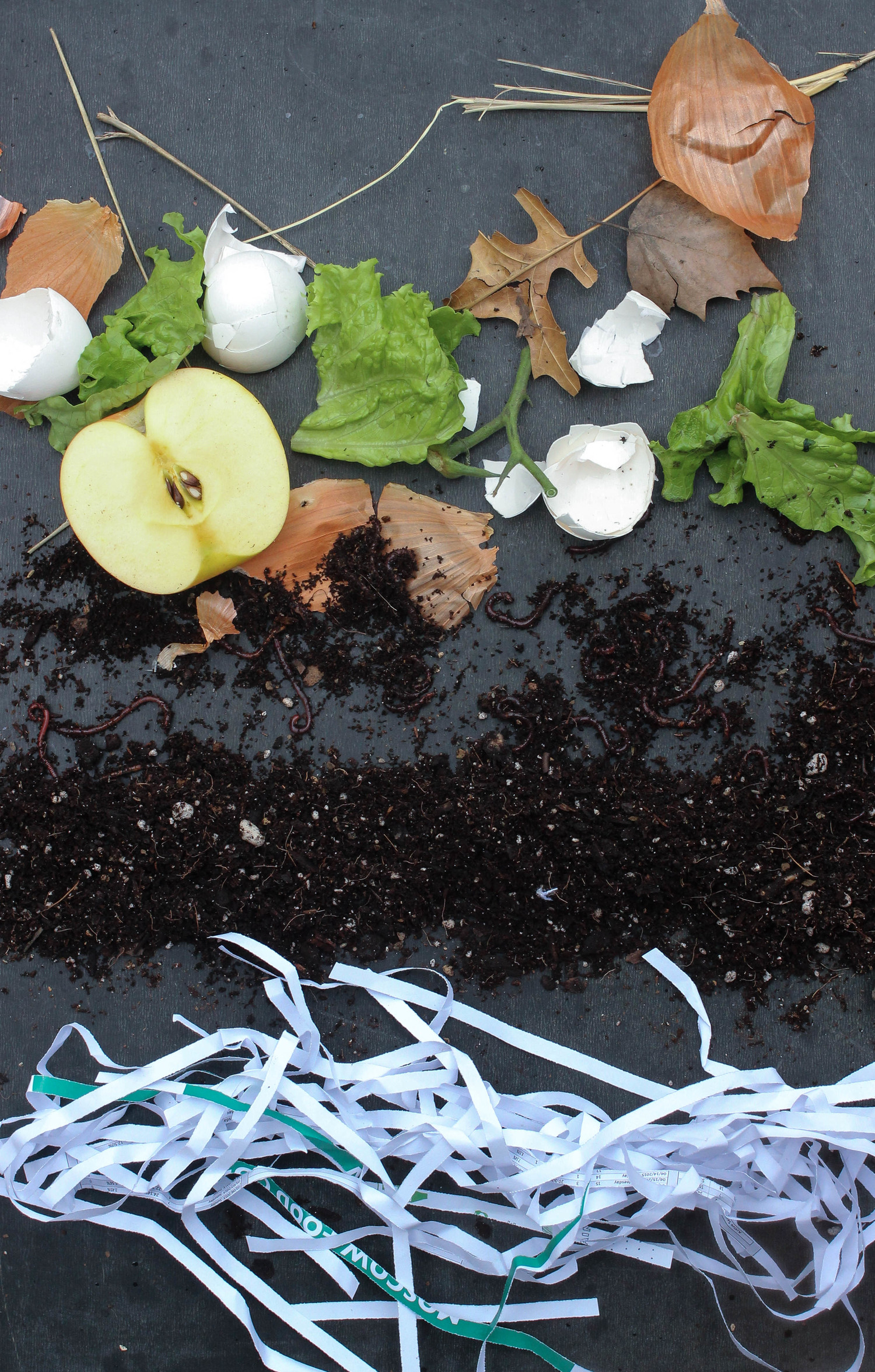 To: Worm Composting โ Moscow Food Co Biology Diagrams