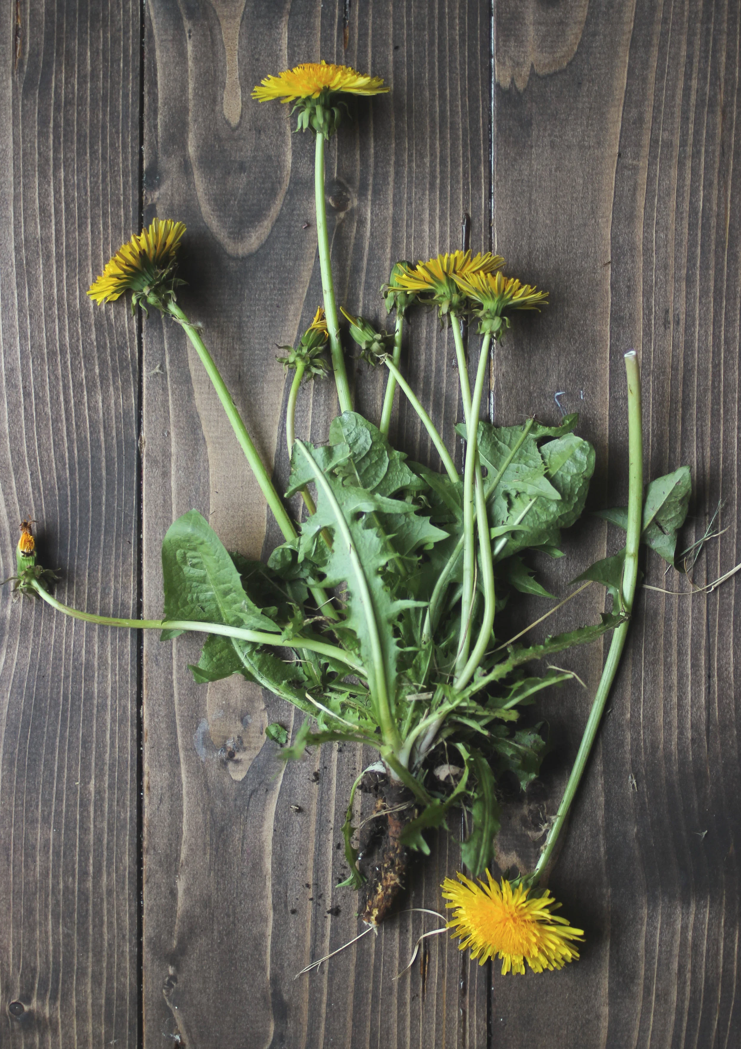 Health Benefits of Dandelion 
