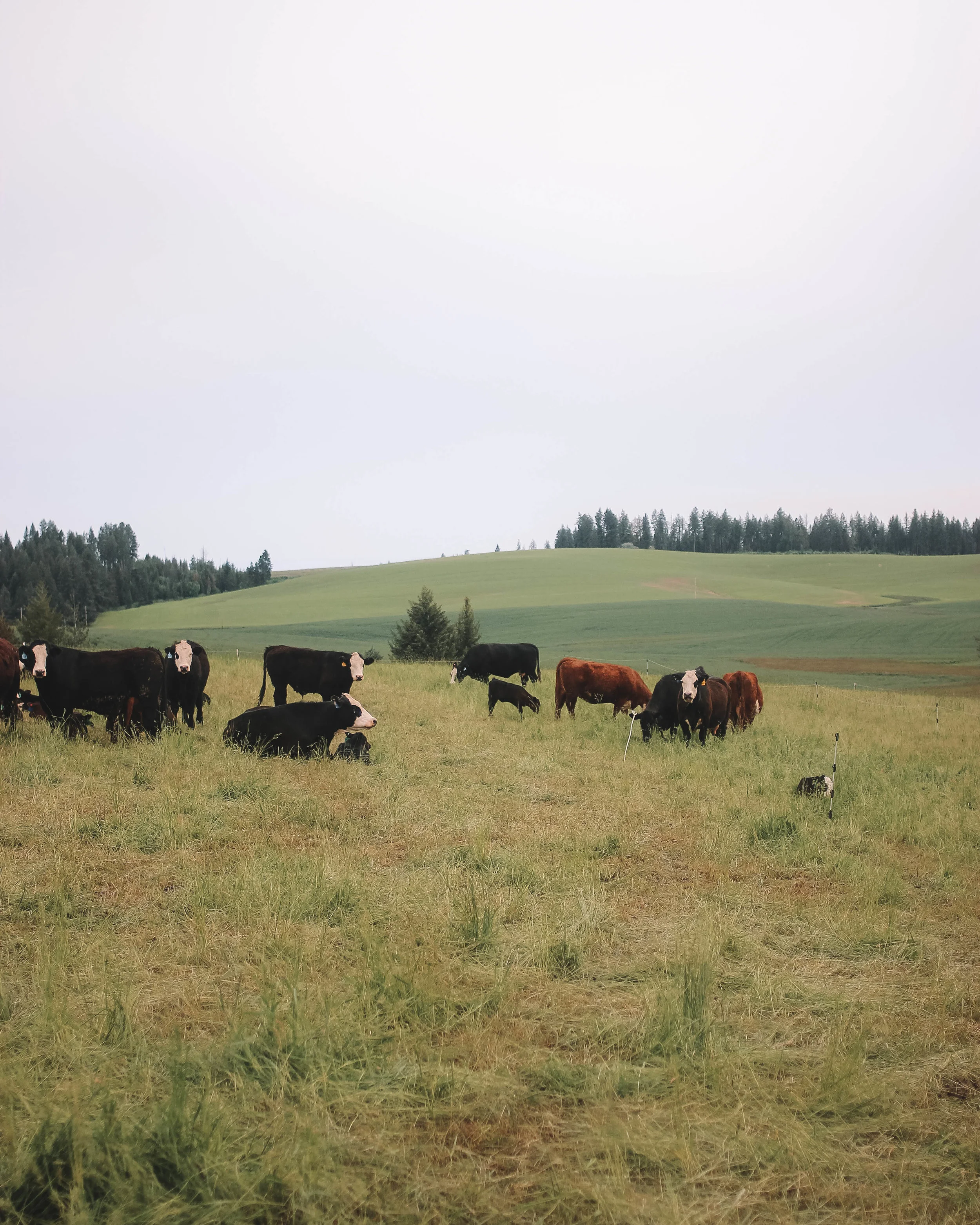 Several members of Palouse Prairie's herd lounge in their pasture. Palouse Prairie cattle are grazed outdoors on a rotation that ensures they always have access fresh and nutritious feed.