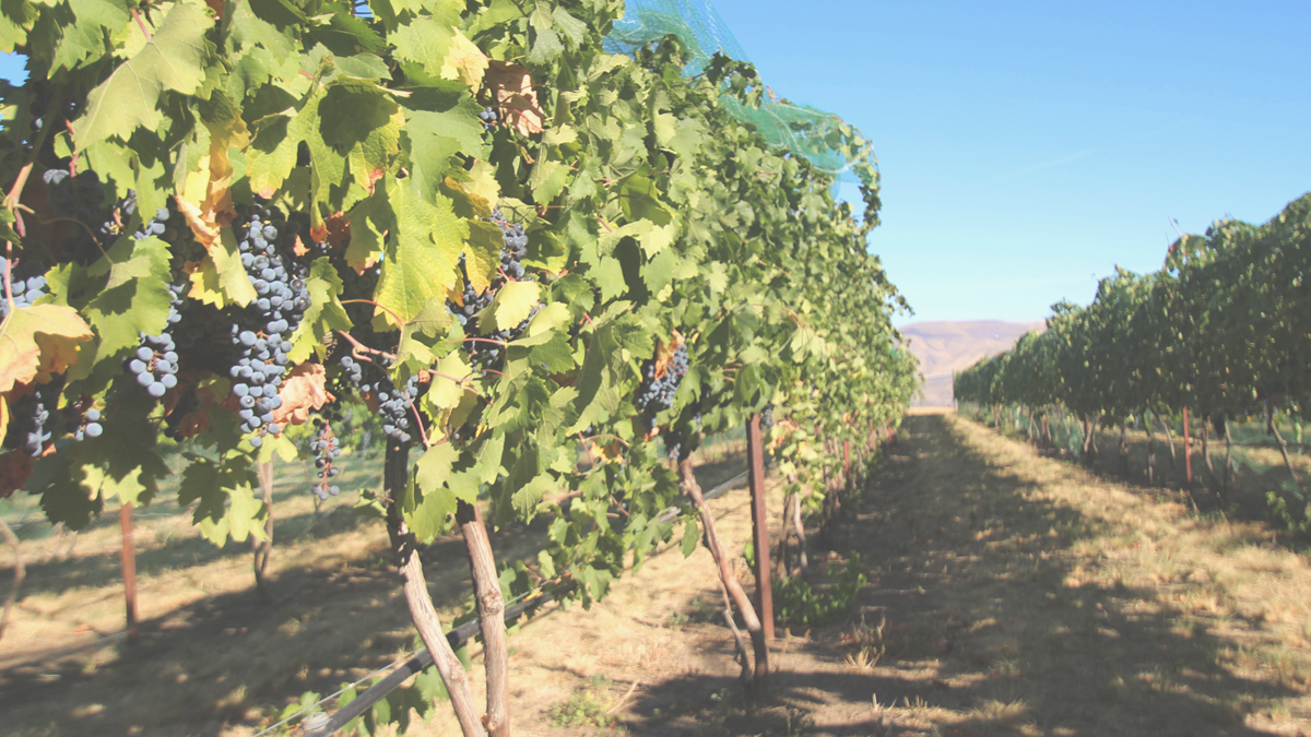 WineBanner.png