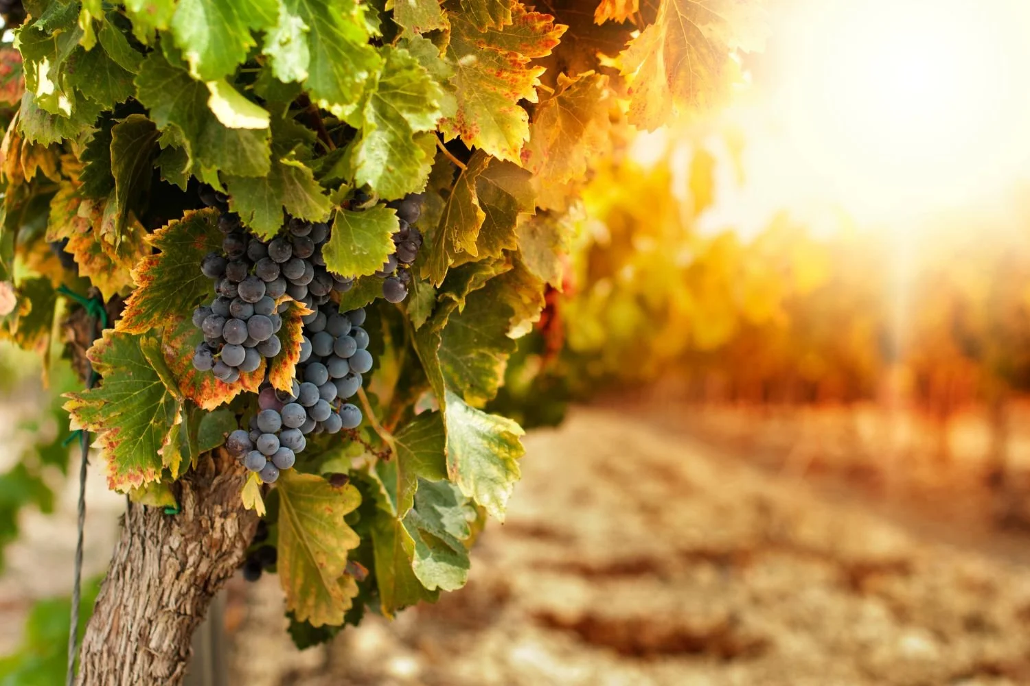 Wines of South Africa