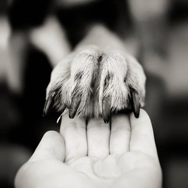 Grace-Of-Dog.jpg