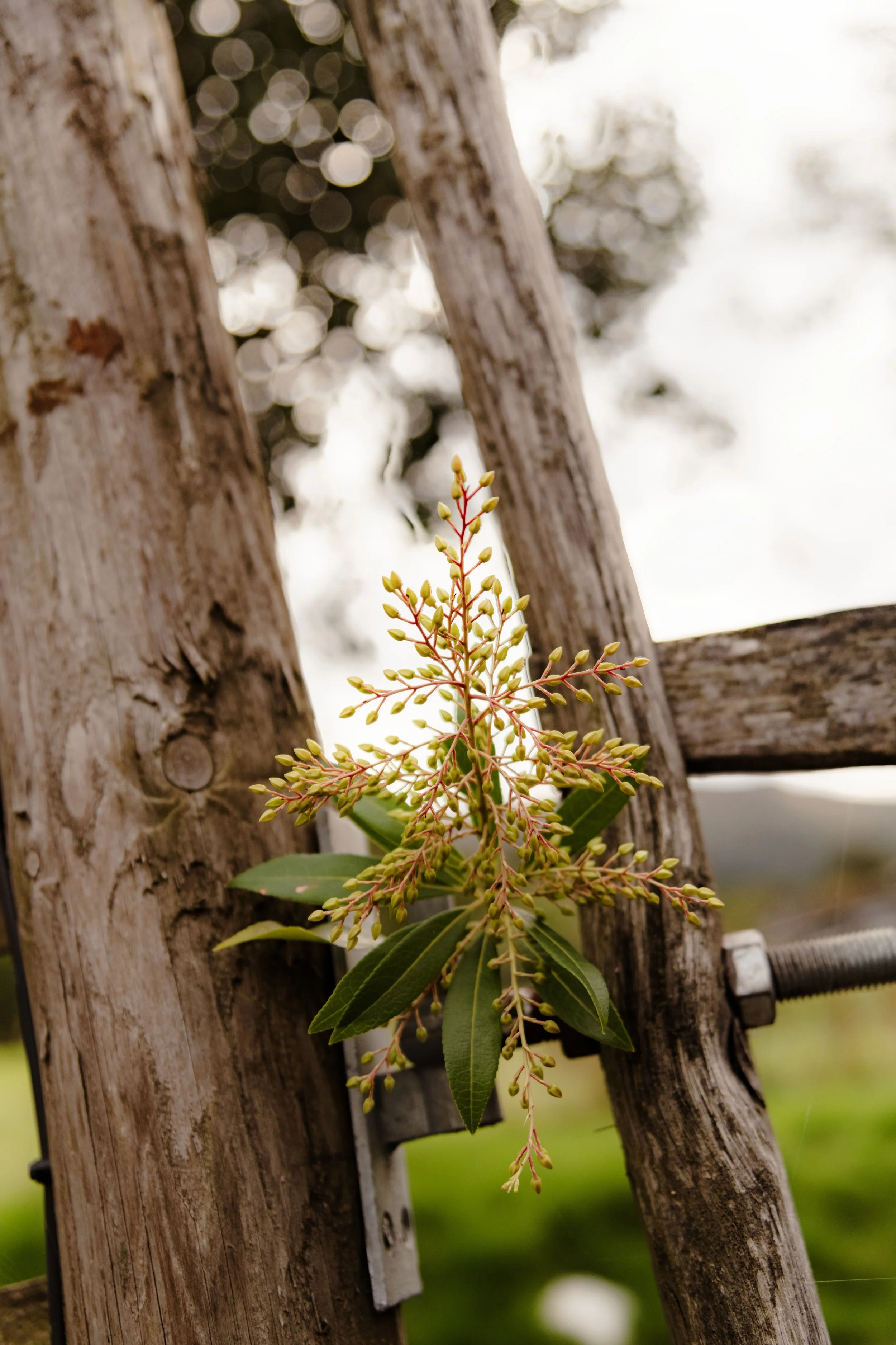 The Yan at Broadrayne 21.jpg