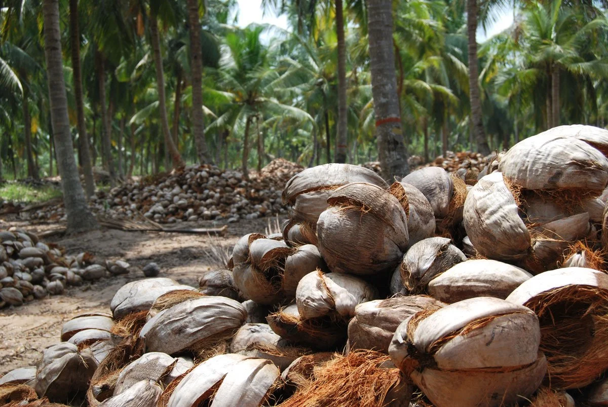 Circularity Capital supports Cocogreen® with growth capital investment 