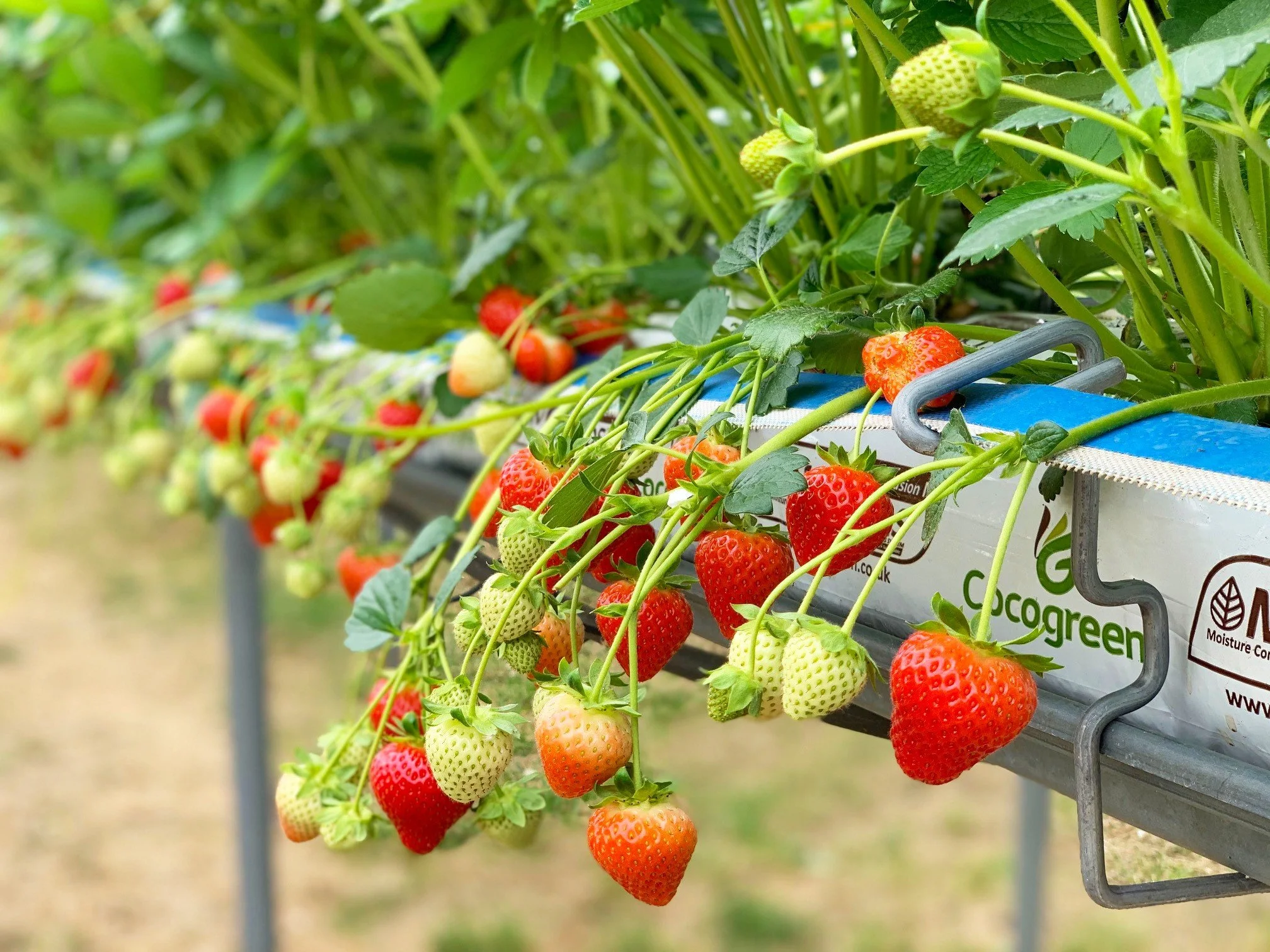 Cocogreen wins prestigious Vision 2024 Award