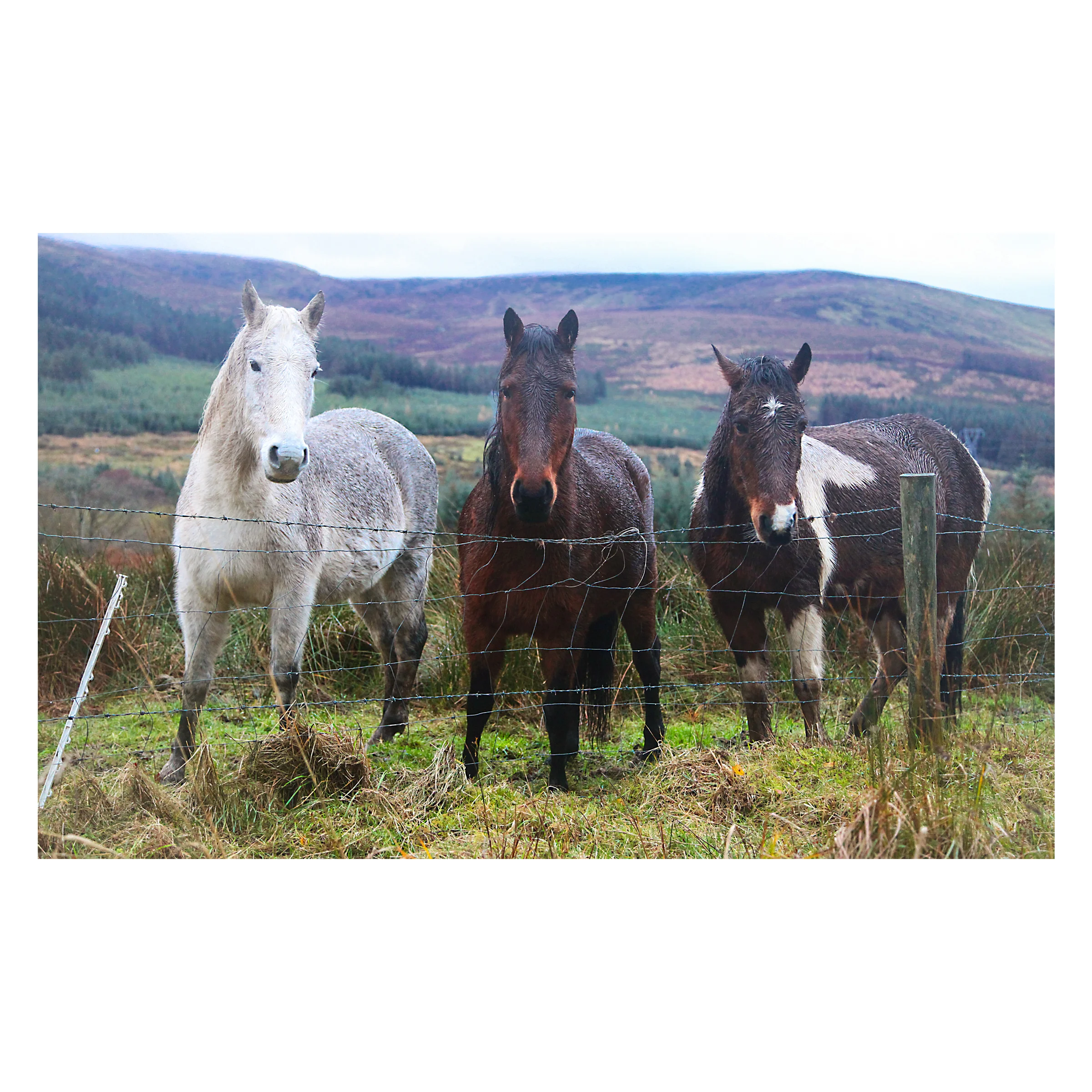 original_on8x8_horses.jpg