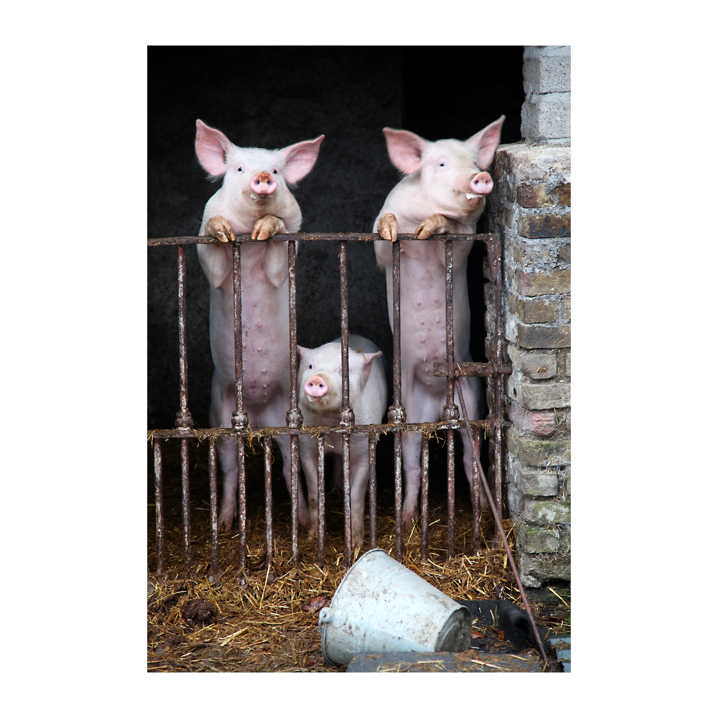 original_on8x8_pigs.jpg