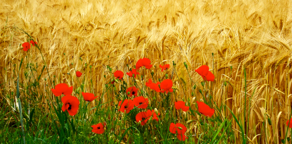 Poppies.