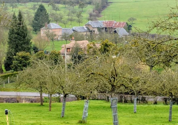 orchard.jpg