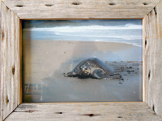 landscape driftwood.png