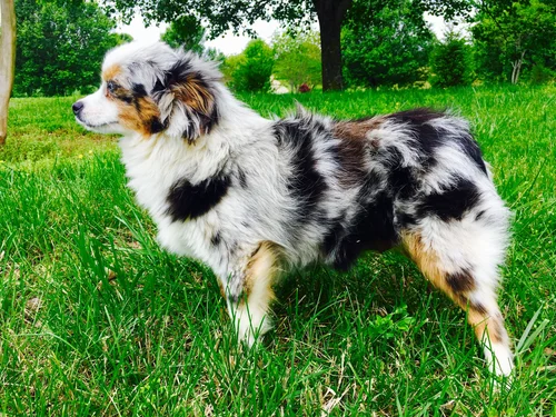 Cedar Bluff Toy Aussies