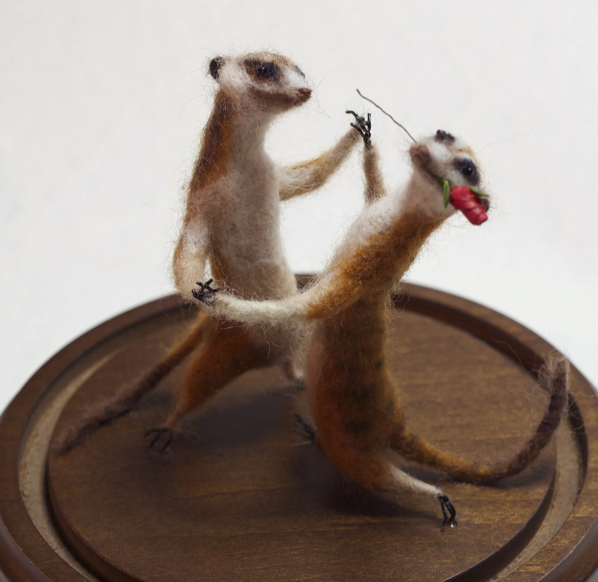 meerkats_NCC.jpg