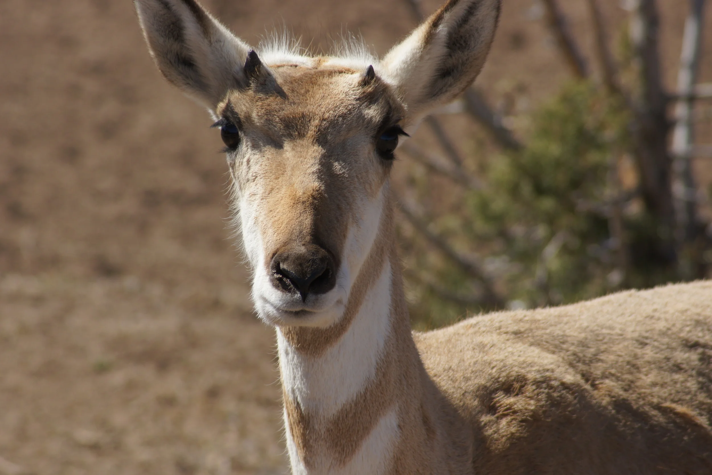 Pronghorn antilope.JPG