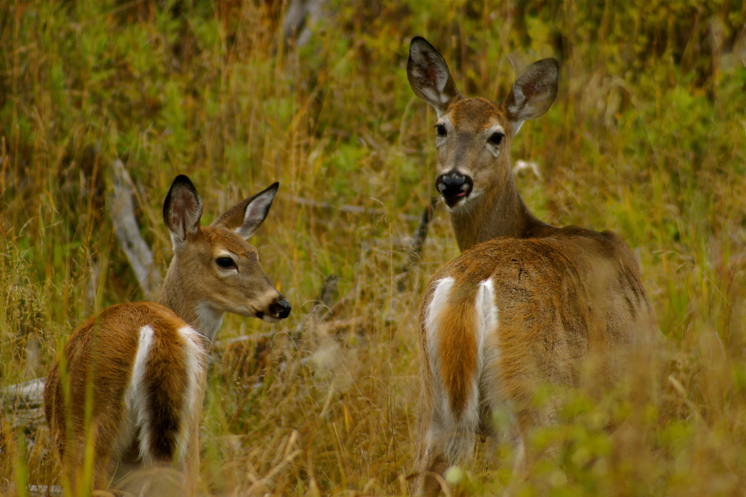Deer beautiful 2.JPG