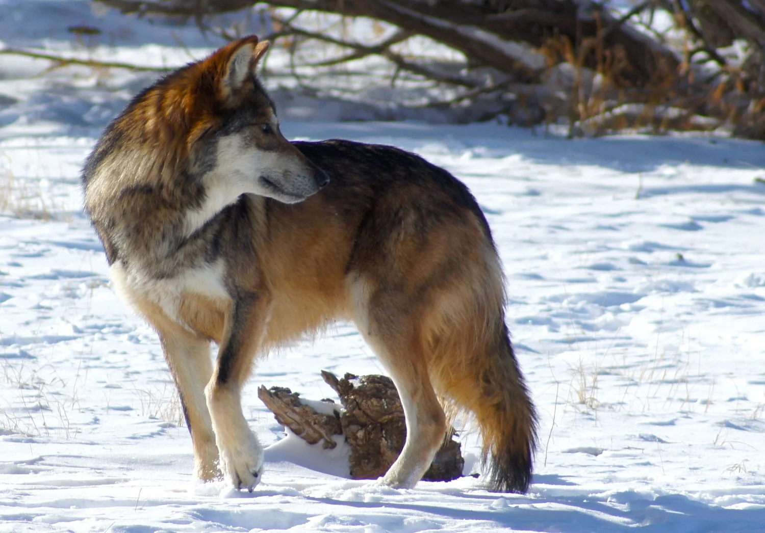 WolfStill awareness and presence.JPG