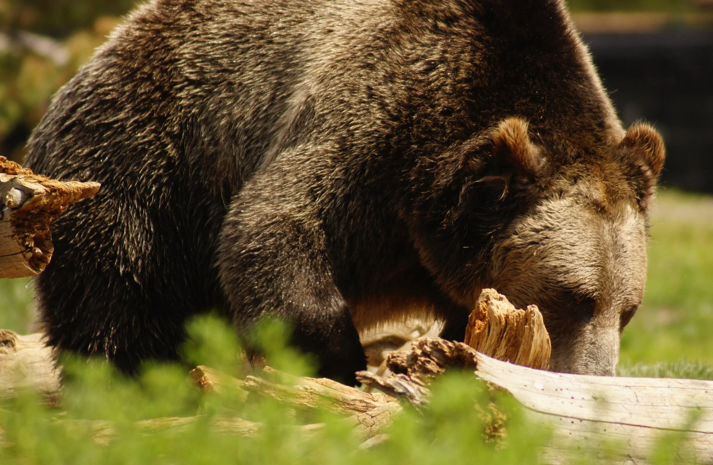 Living with Wild Bears