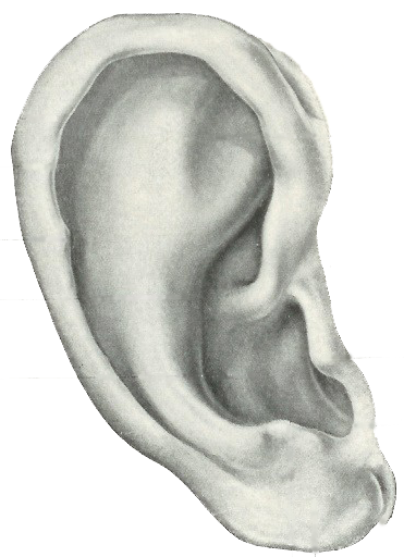 ear FINAL.png