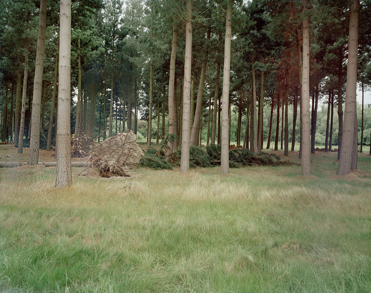 Izabela Pluta, Uprooted tree , 2014