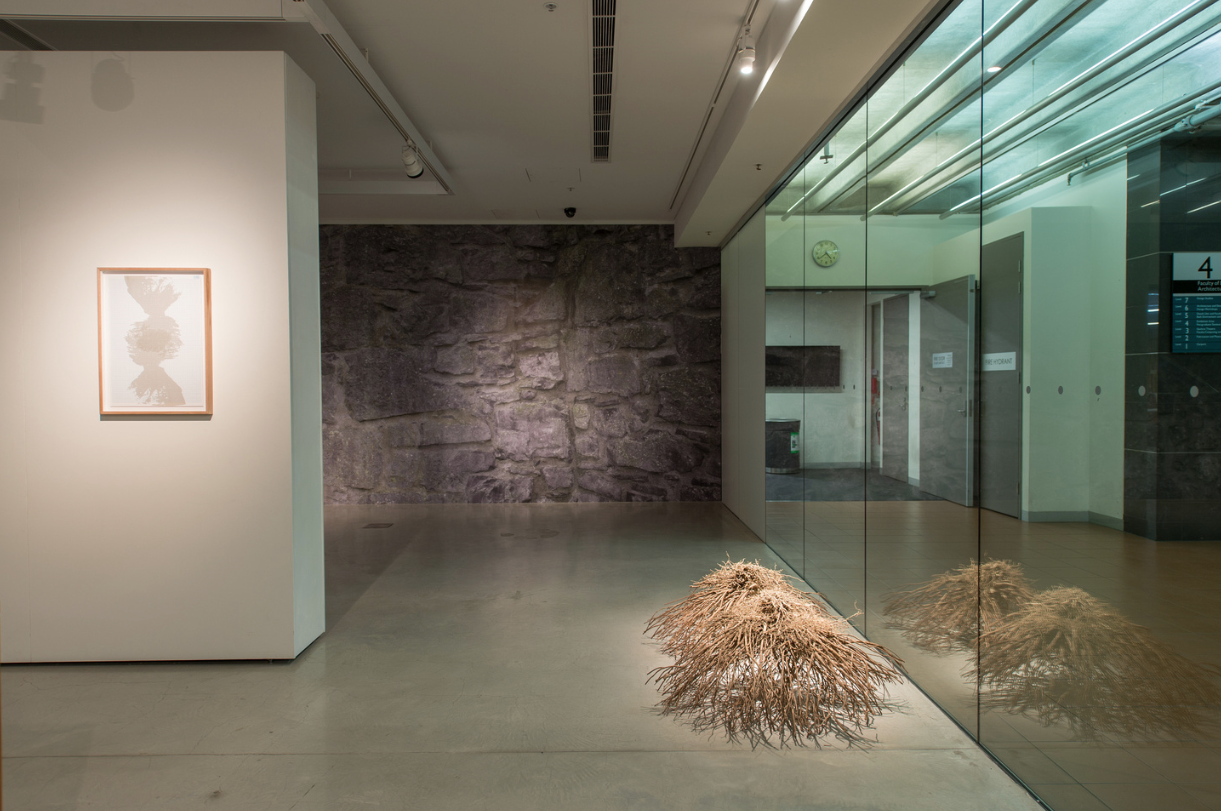 Blue Distance , installation view, UTS Gallery, Sydney Fibonacci collage #5; Folly wall ; Plant forms , 2014, found shrubs, dimensions variable photo: David Lawrey