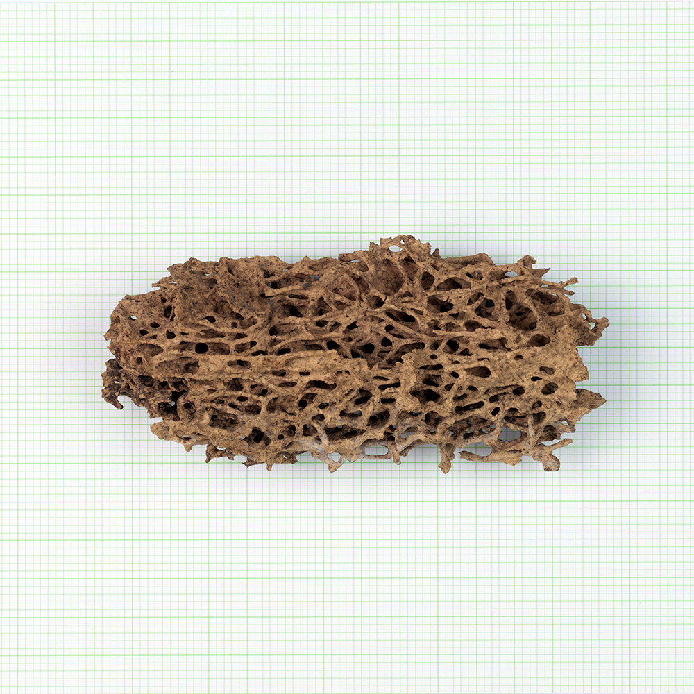    Termite nest     2011  chromogenic print&nbsp; 66 x 66cm 
