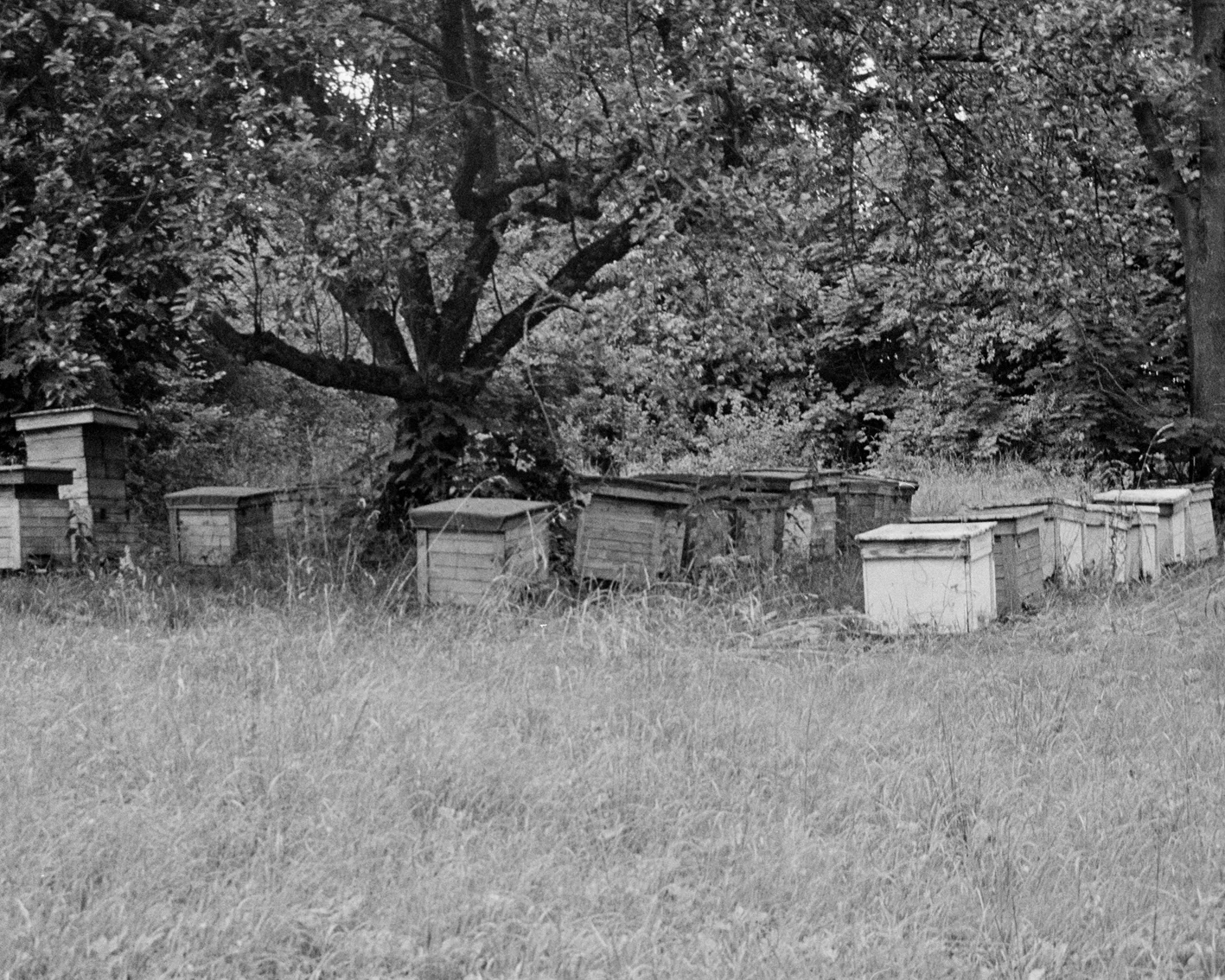 Untitled #1-5 2009 silver gelatin photographs 42 x 30 cm