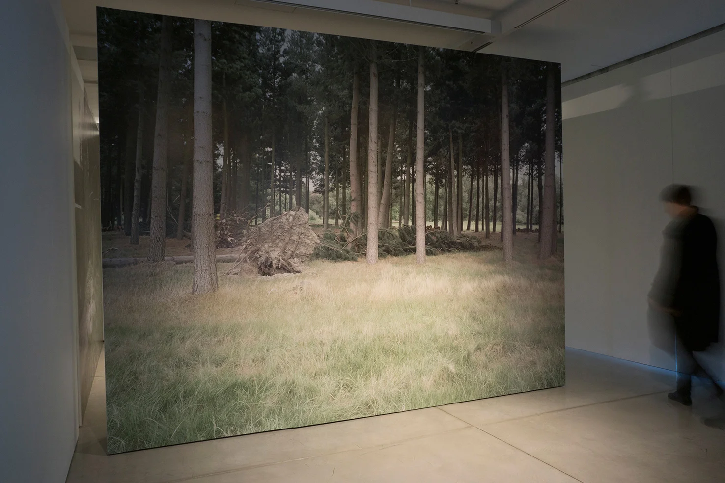 Izabela Pluta Uprooted tree 2014 latex-based ink-jet print 280 x 360 cm