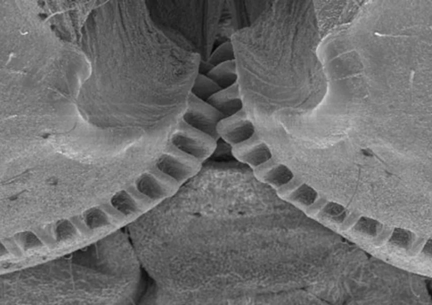 INSPIRATION -&nbsp;Previously believed to be only man-made, a natural example of a functioning gear mechanism has been discovered in a common insect - the plant-hopper Issus - showing that evolution developed interlocking cogs long before we did.   