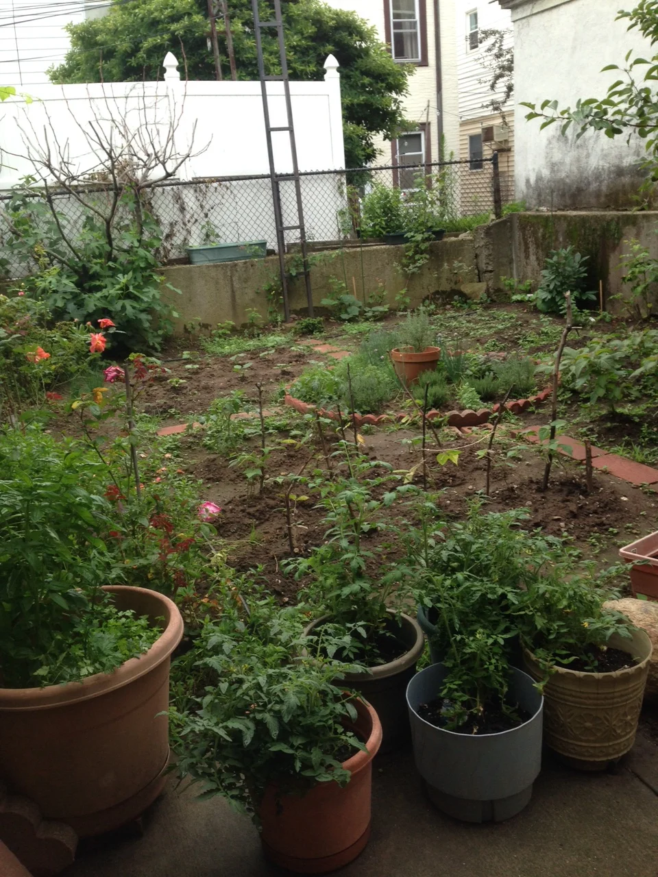 One month after, the garden on july 9th