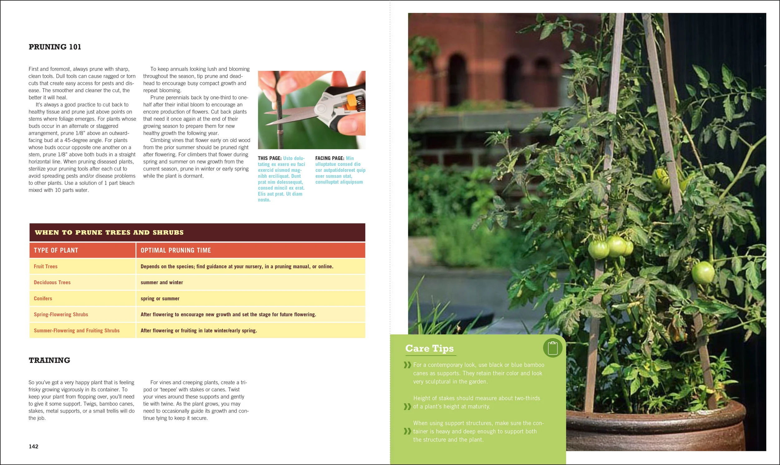 sunset_garden_pruning.jpg
