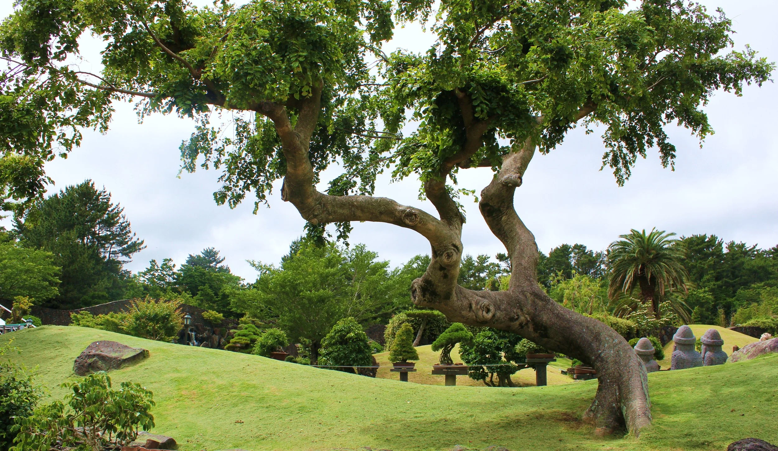 Chung's Atlanta Acupuncture & Herbs Clinic