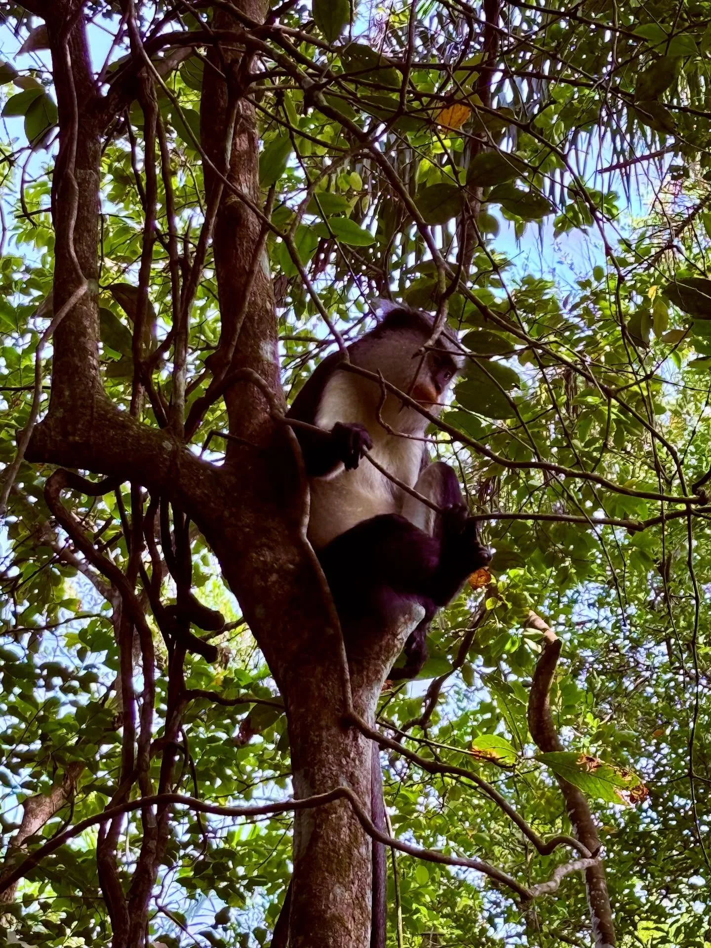 A November in Nigeria V6- The Monkey Edition #nigeria #monkey #wildlifephotography