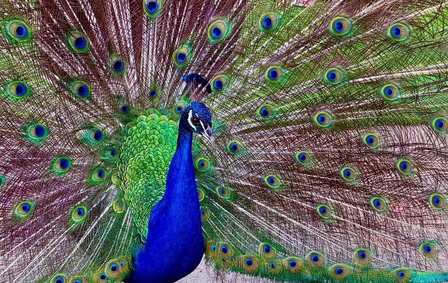 Peacocks don&rsquo;t fly, Terry. #peacocks #vibrant #hawaii #birdsofinstagram
