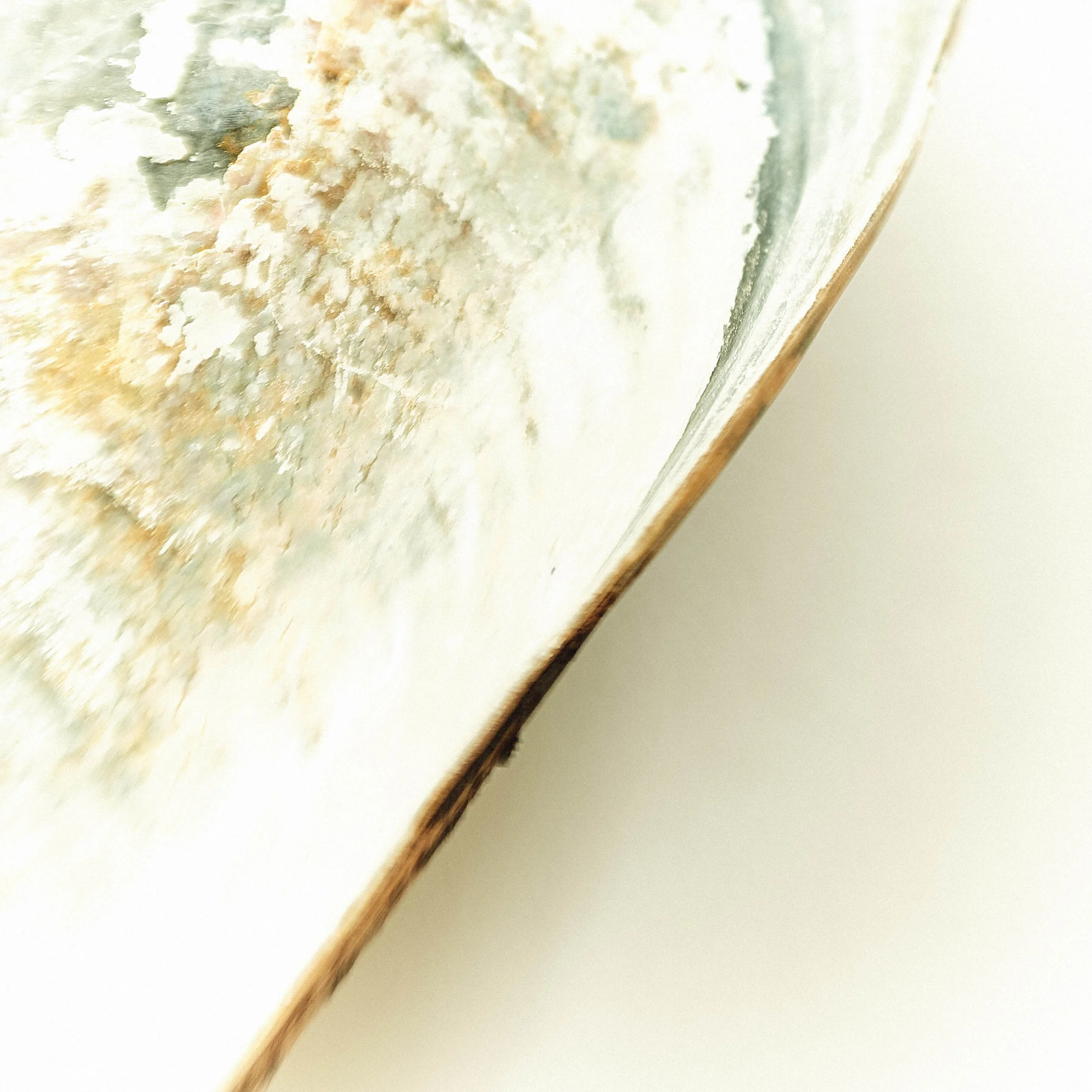 Clrd.Selects.FullRes.Shells.PersonalDSC_6133.sm.jpg