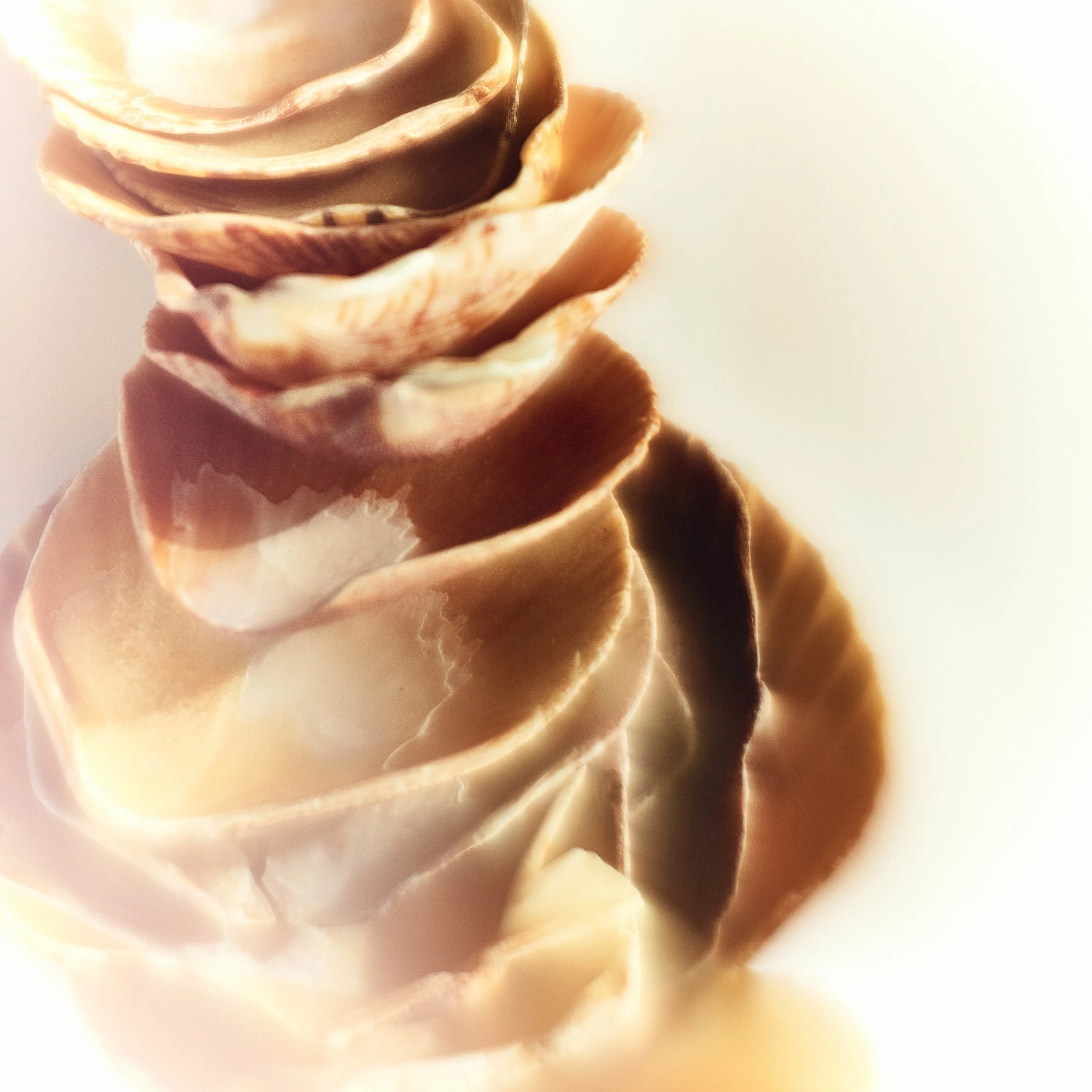 Clrd.Selects.FullRes.Shells.PersonalDSC_6161.sm.jpg