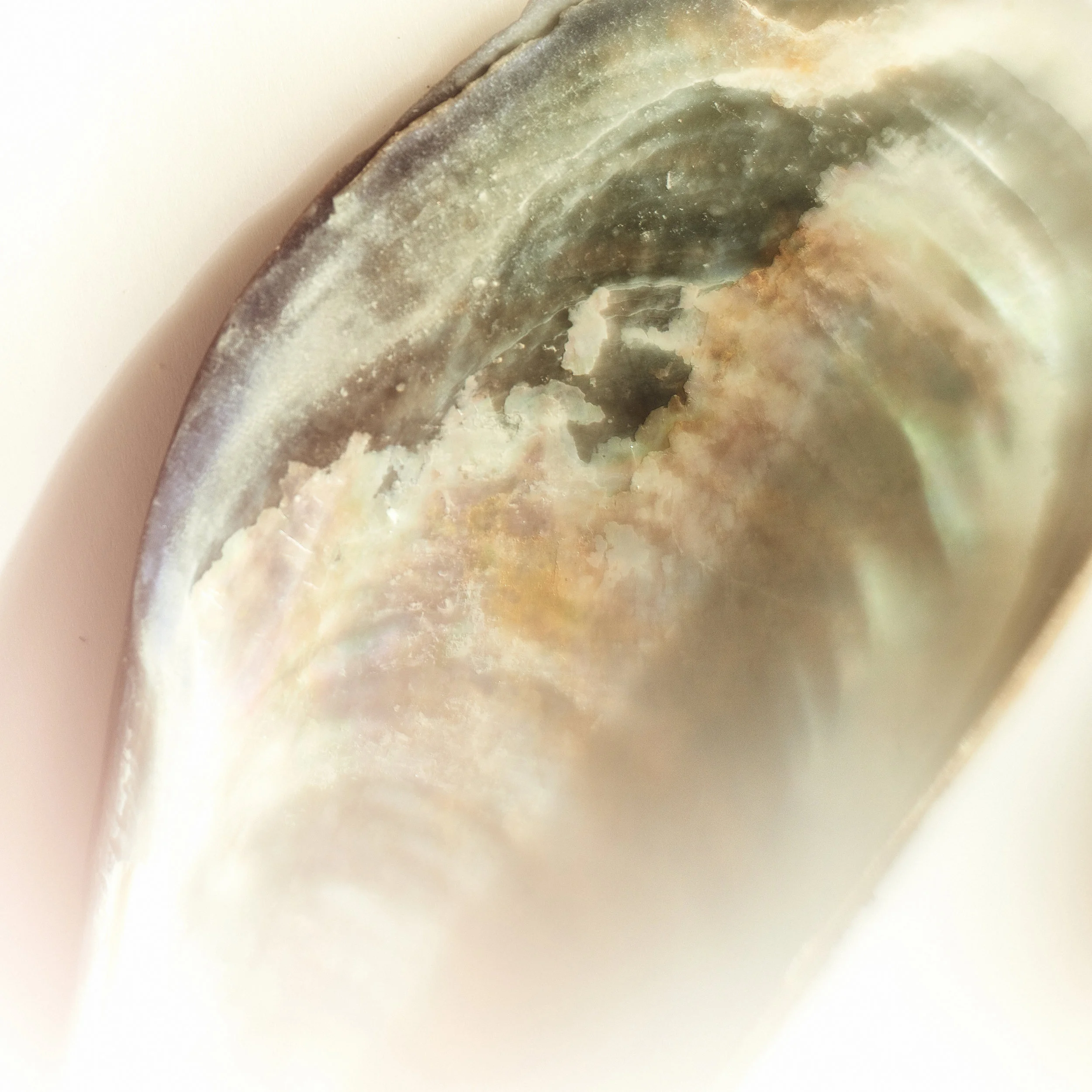 Clrd.Selects.FullRes.Shells.PersonalDSC_6182 1.sm.jpg
