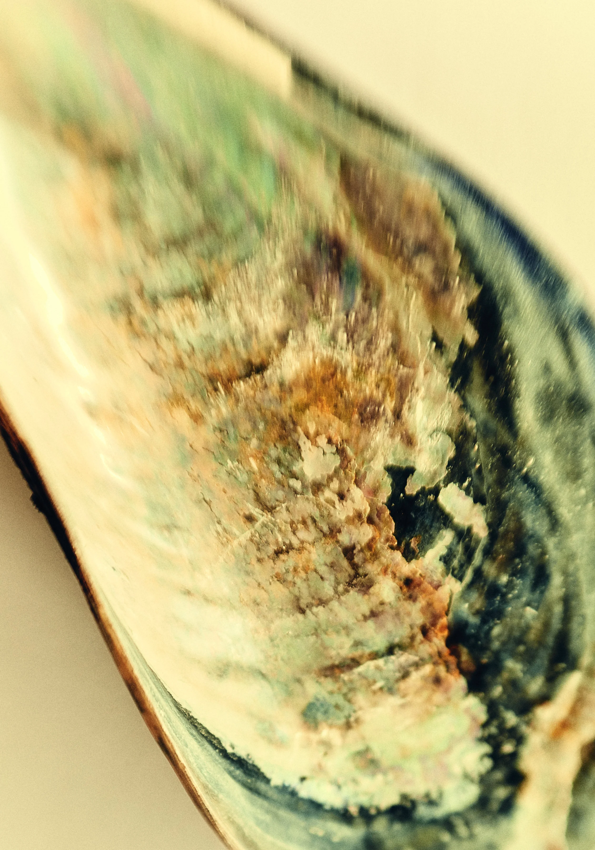 Clrd.Selects.FullRes.Shells.PersonalDSC_6133 1.jpg