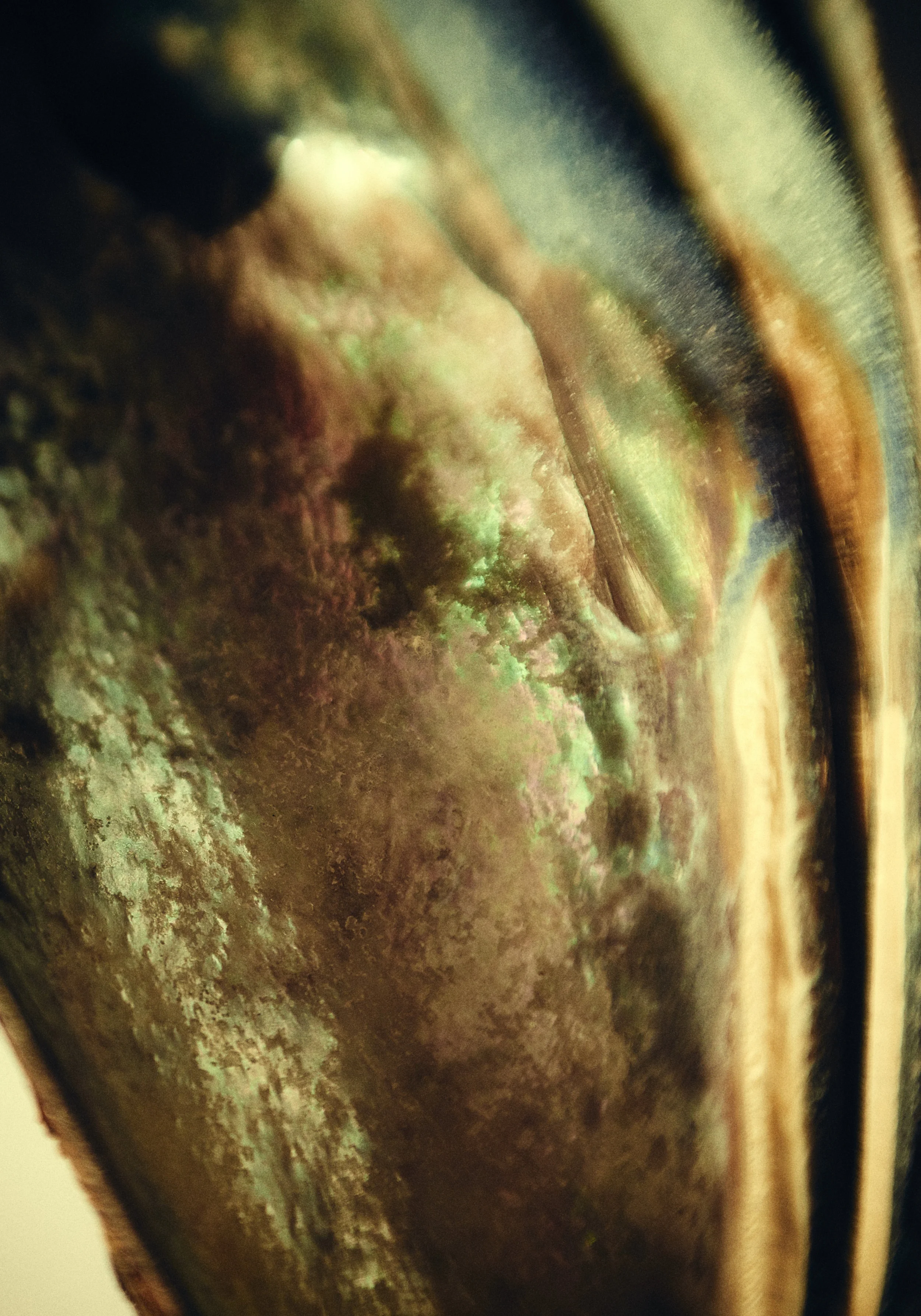 Clrd.Selects.FullRes.Shells.PersonalDSC_6145 1.jpg