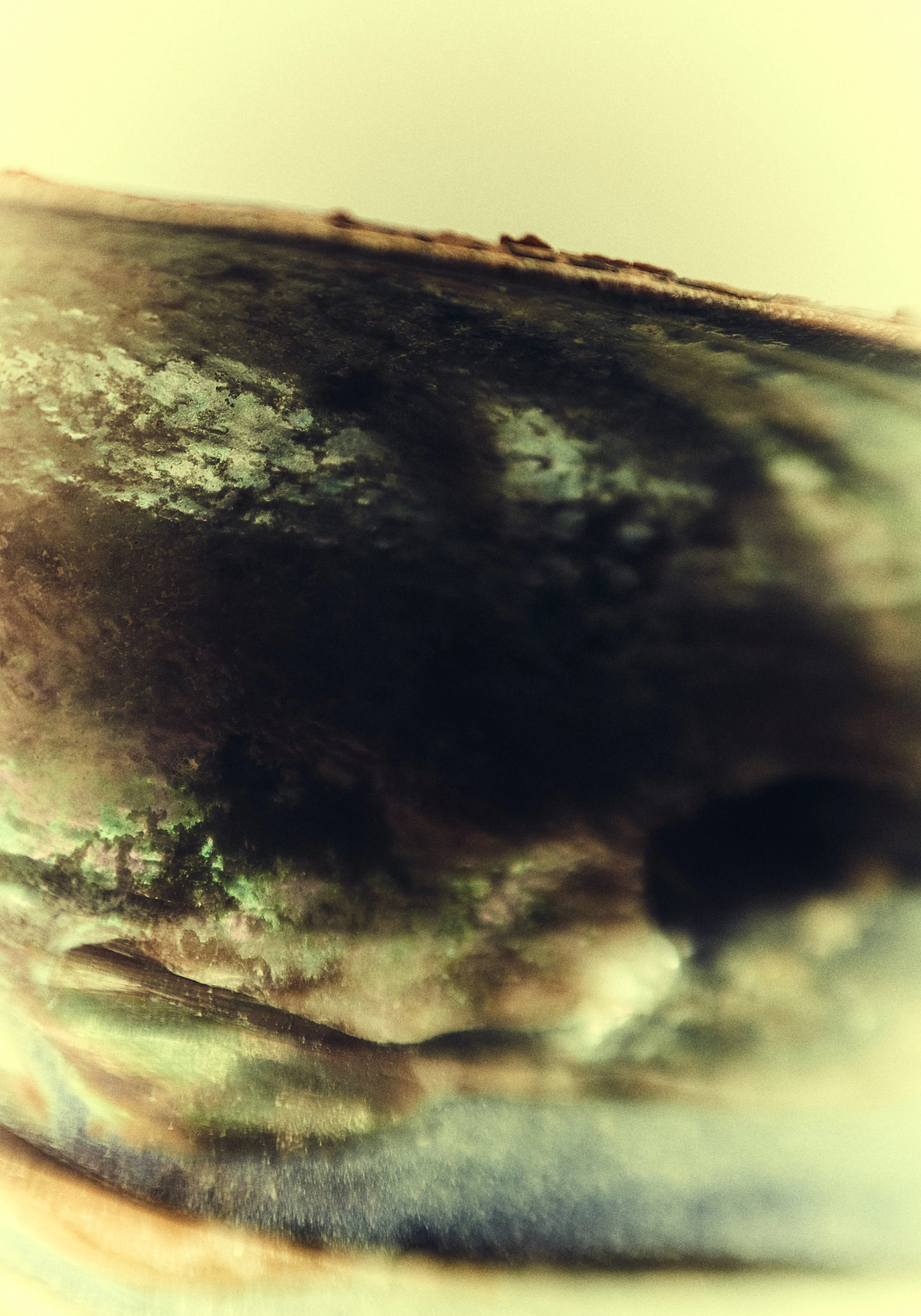 Clrd.Selects.FullRes.Shells.PersonalDSC_6144 1.jpg