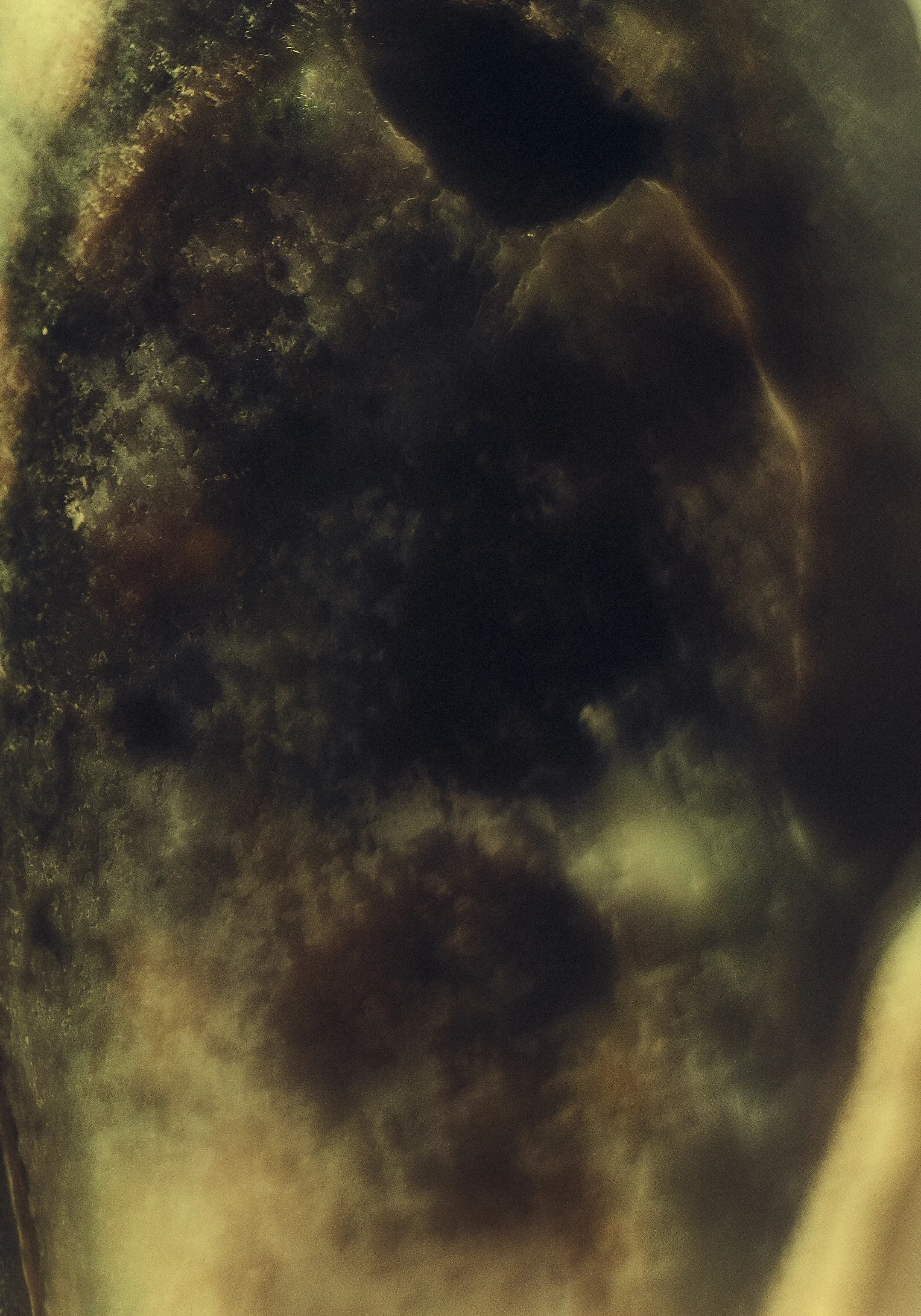 Clrd.Selects.FullRes.Shells.PersonalDSC_6195 2.jpg