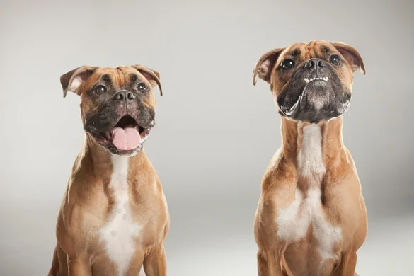 pups_1