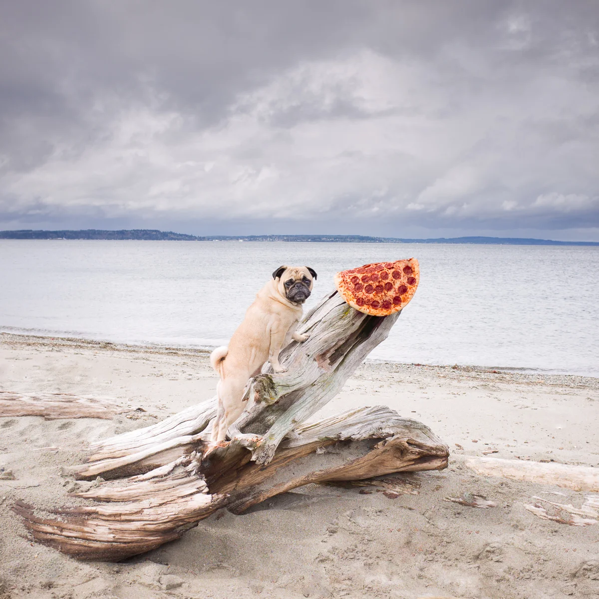 PUG 2