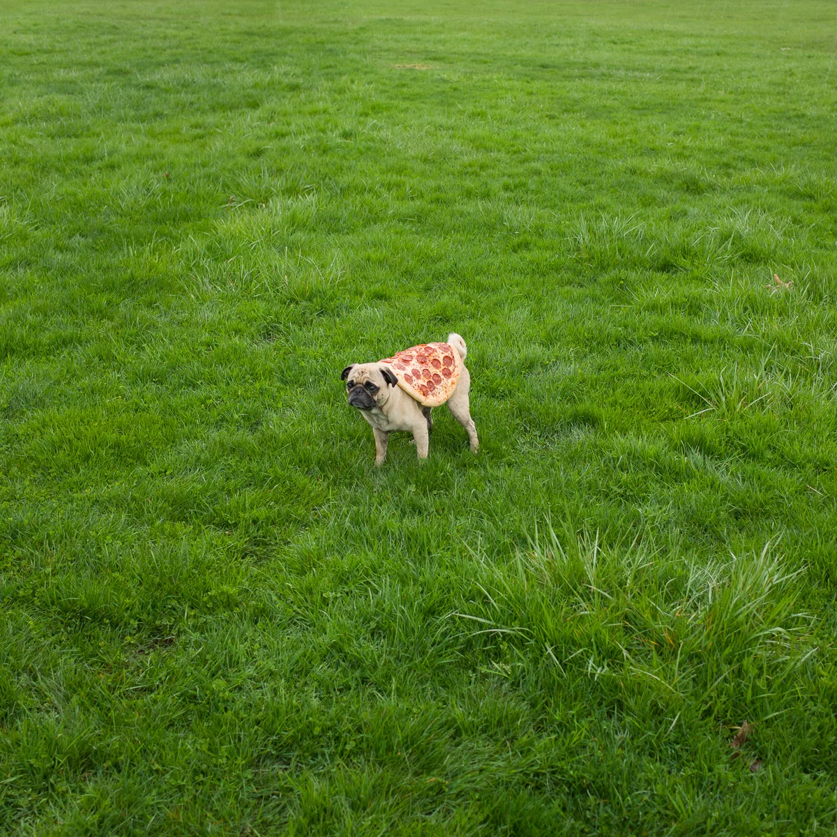 PIZZA PUG