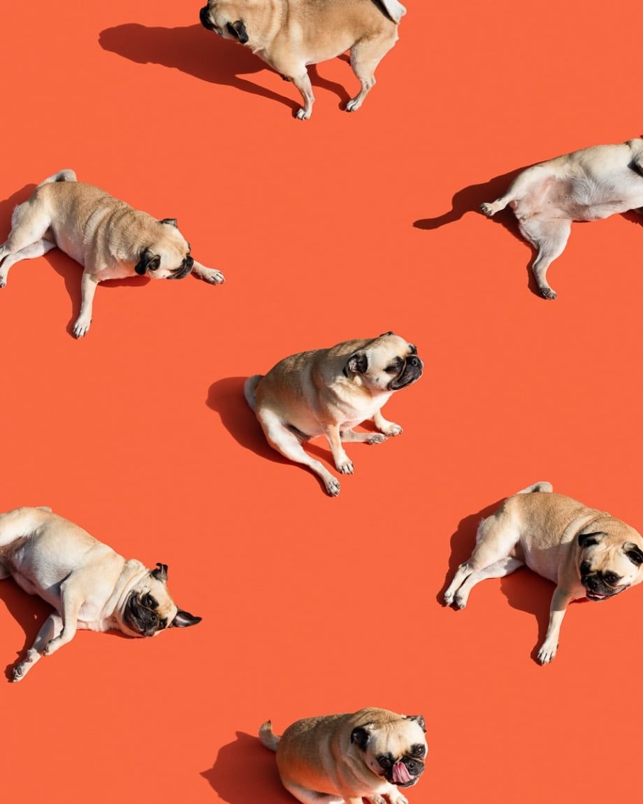 PUGZ