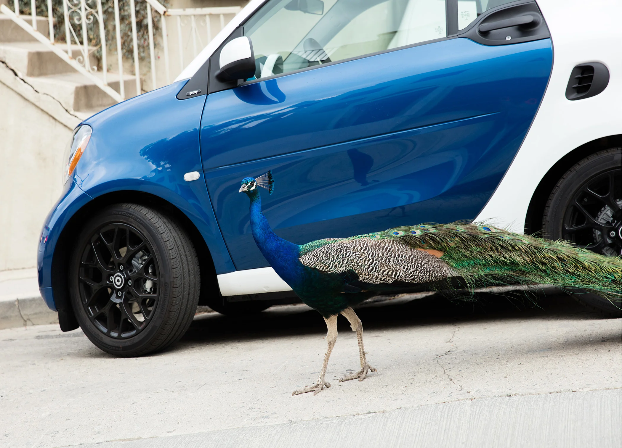 smart_peacock.jpg