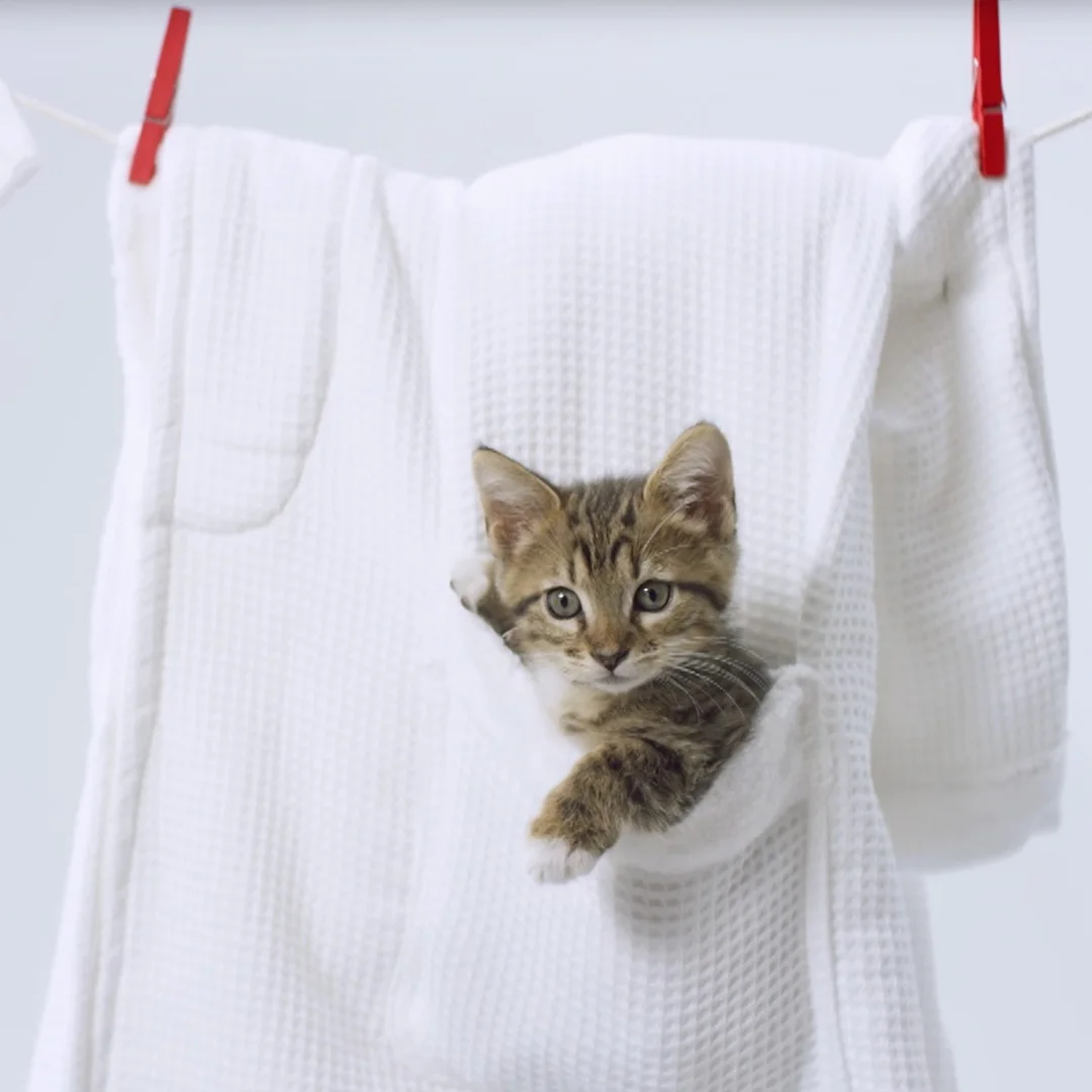persil_cat1.jpg